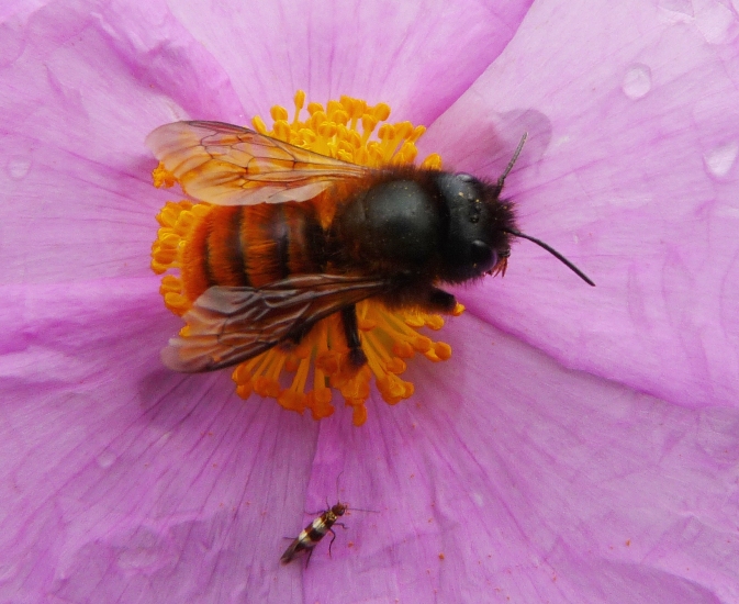 Osmia cornuta e osmia rufa